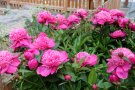 Rosarote Blumenpracht neben Gemüsebeeten.