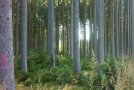 Baumstämme im Wald, viele davon mit rosafarbenem K markiert.