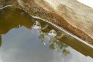 Zwei Gelbbauchunken im Wasser eines Holztroges.
