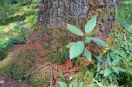 Baumstamm im Wald, am Fuße Bohrmehl.