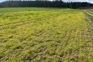 Kleinwüchsiche Gerstenpflanzen auf Acker, im Hintergrund Waldsaum, rechts Feldweg.