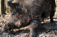 Wildschwein wühlt im Boden 